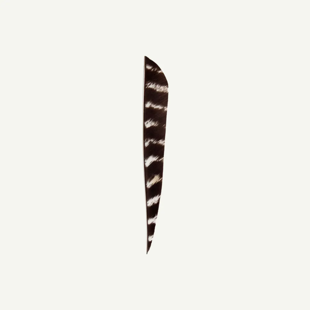 Bearpaw Feather RW Parabol 5 inch pene arc natural barred